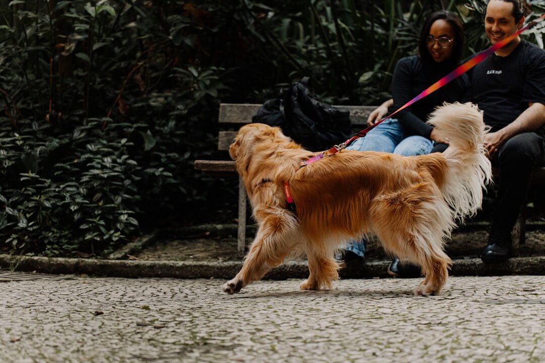 celebrity walking dog in park